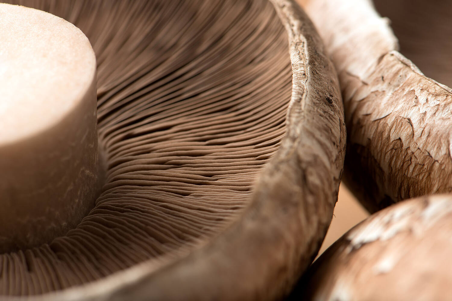 Portobello los kist 2 kilogram